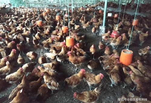 肉鸡高密度养殖中会导致环境问题 臭味氨气 用复合益生菌能够轻易解决