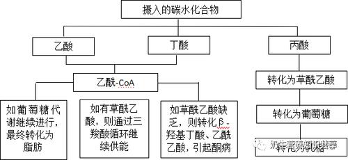 奶牛主要营养物质代谢及对乳成分的影响