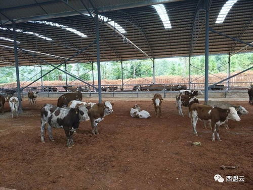 新厂镇四项举措发展肉牛养殖 助力脱贫攻坚