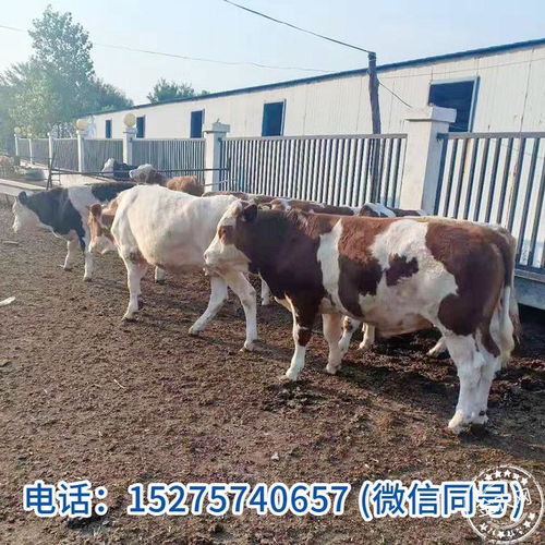 西门塔尔牛 农产品 禽畜牧蛋肉 活畜 奶牛 中国畜牧网报价中心